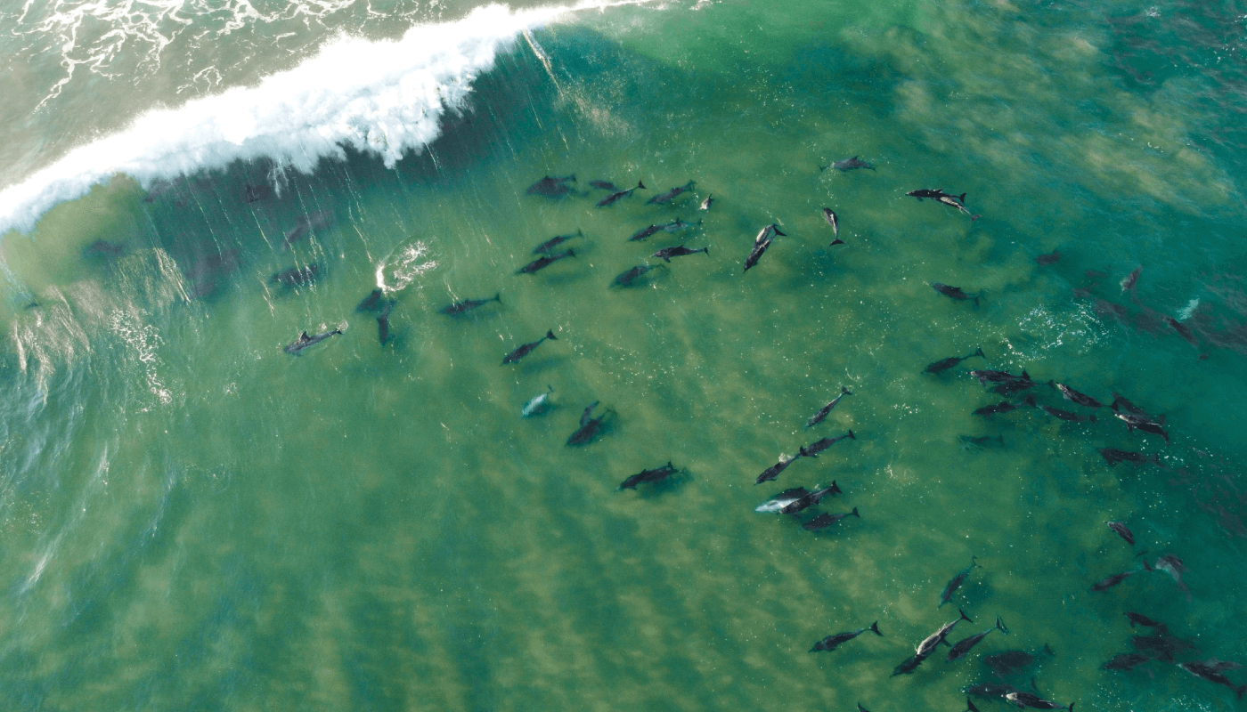 marine life