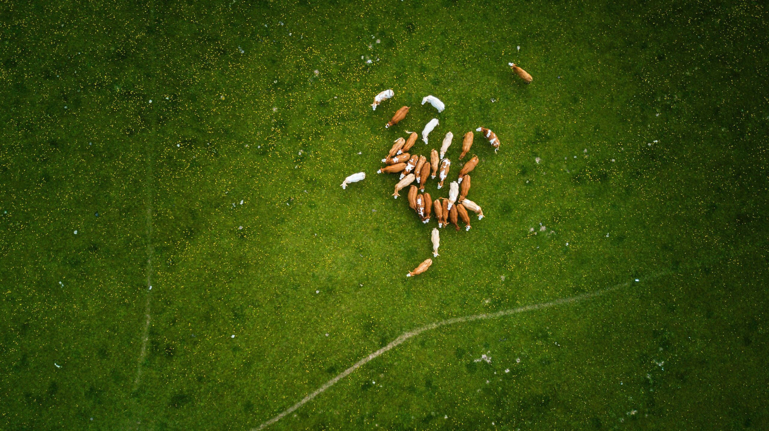 pexels-stephan-müller-753868 Drone-Assisted Farming