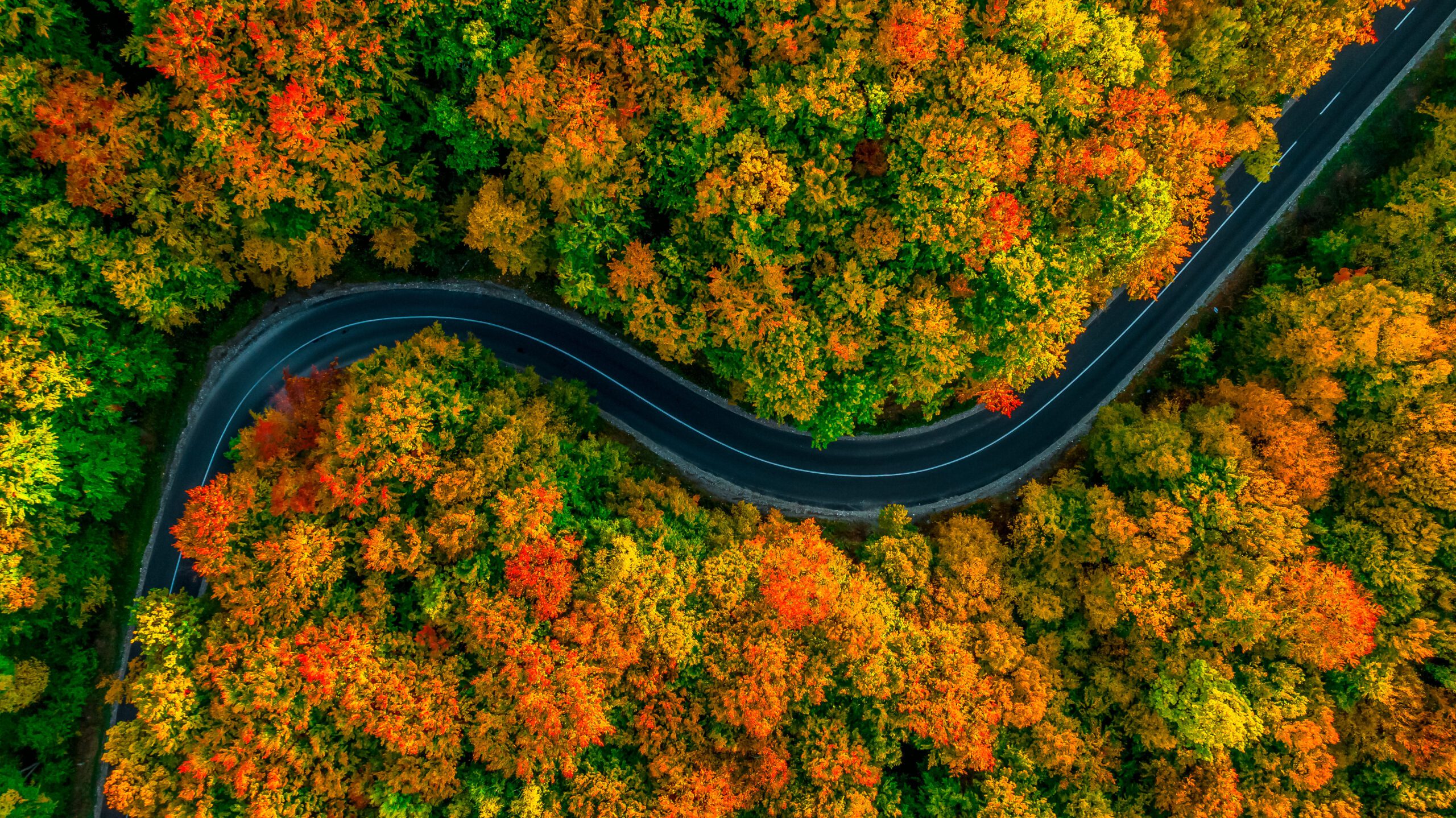 Aerial view of thick forest in autumn with road cutting through
